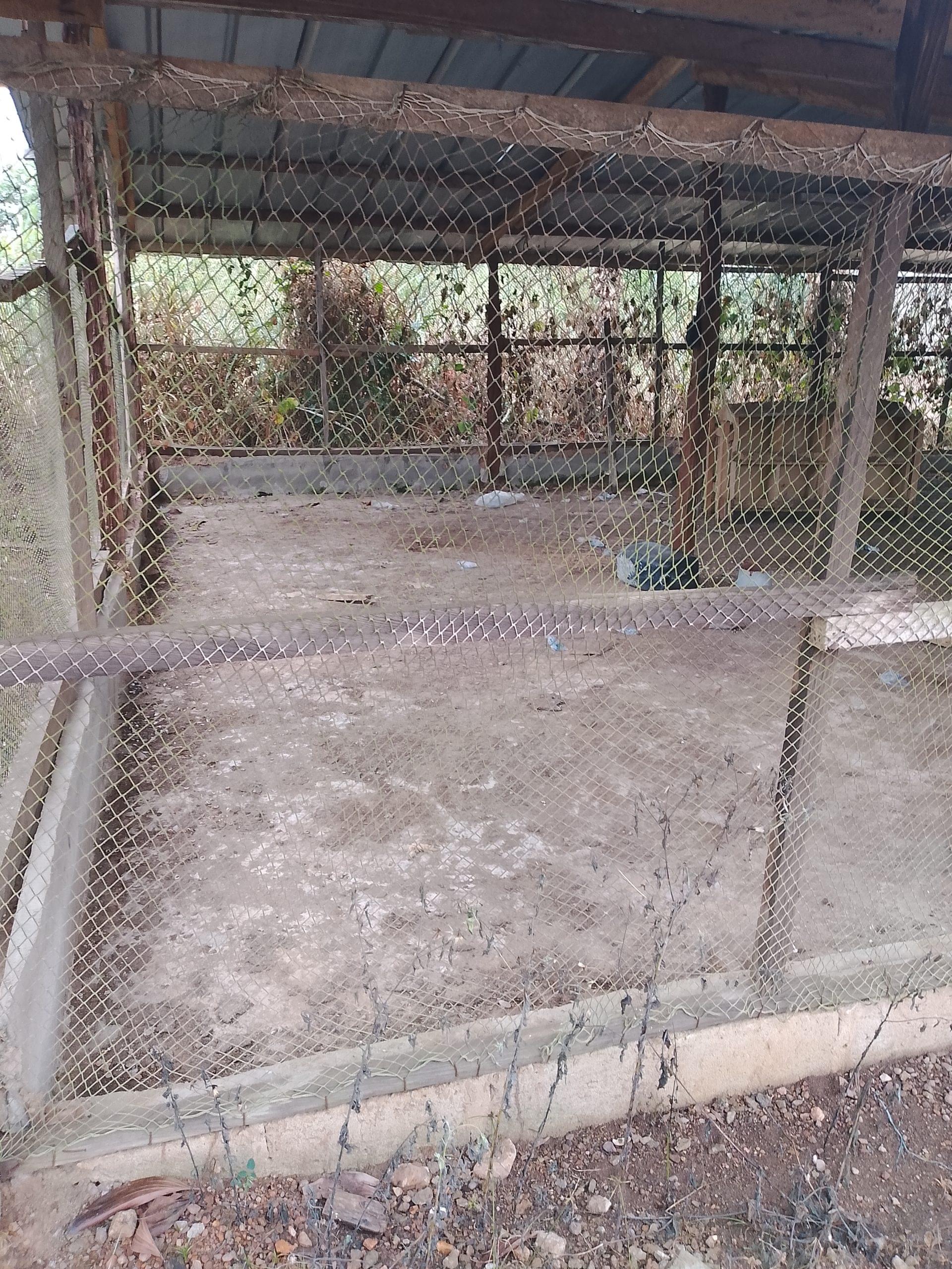 Une ferme 4000 sujets à Azaguié