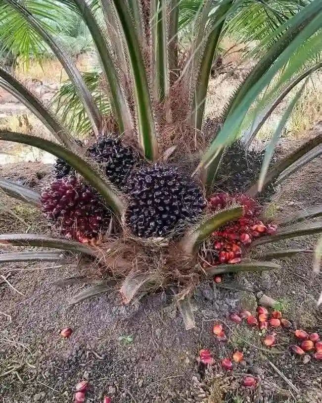 VENTE DE PÉPINIÈRE DE PALMIER À HUILE