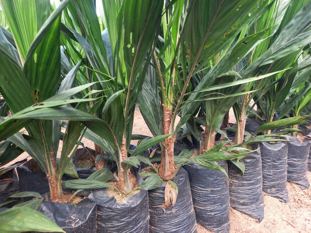 VENTE DE PÉPINIÈRE DE PALMIER À HUILE