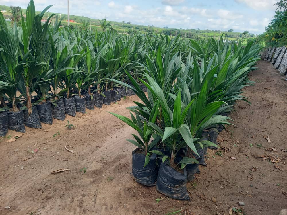 VENTE DE PÉPINIÈRE DE PALMIER À HUILE