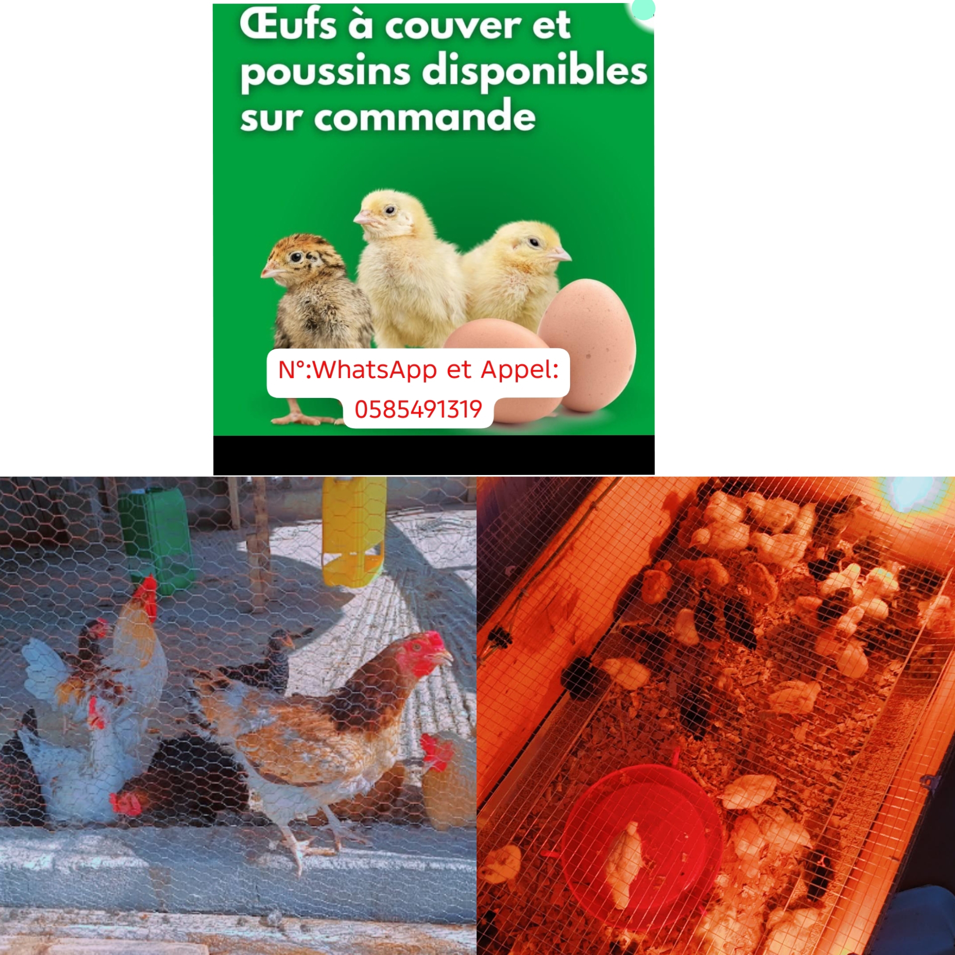 Œufs à couver d’hybrides de souche pur Kuroiler