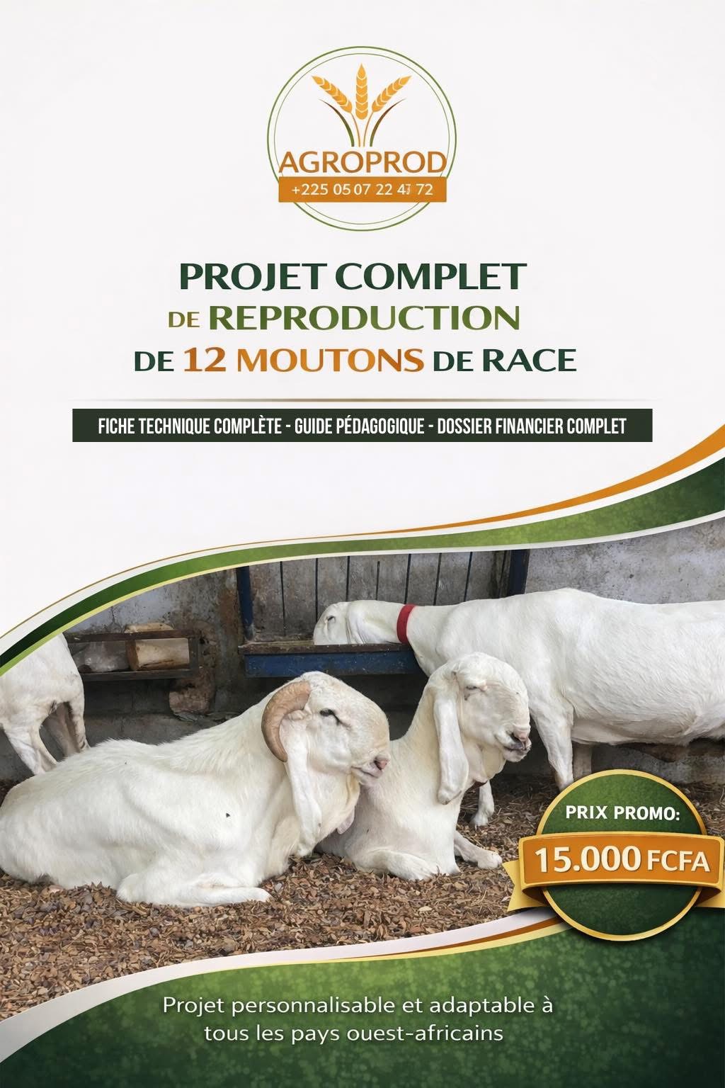 Projet de reproduction de 12 moutons de race