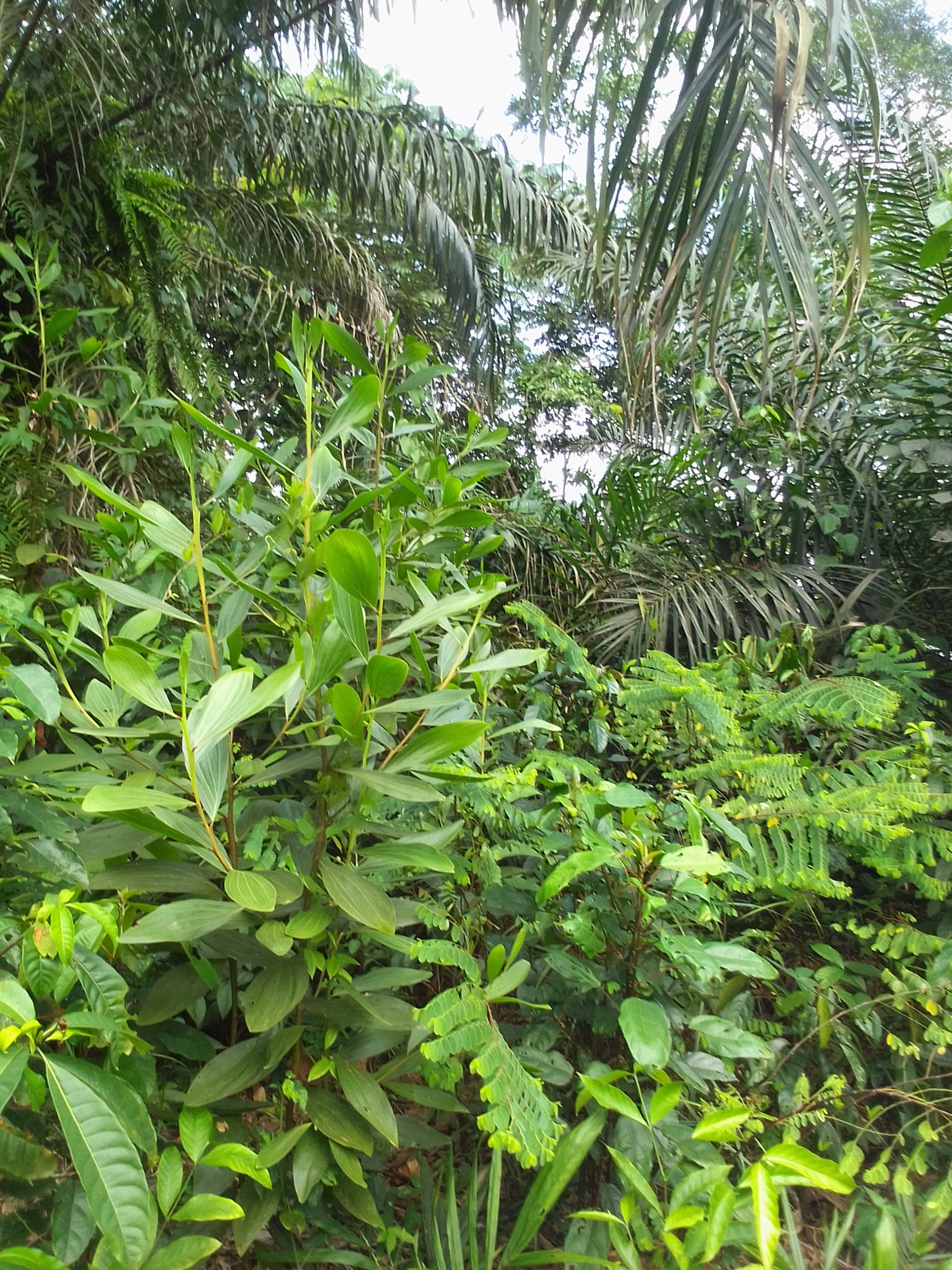 Parcelle agricole 02 hectares à Yakassé-mé