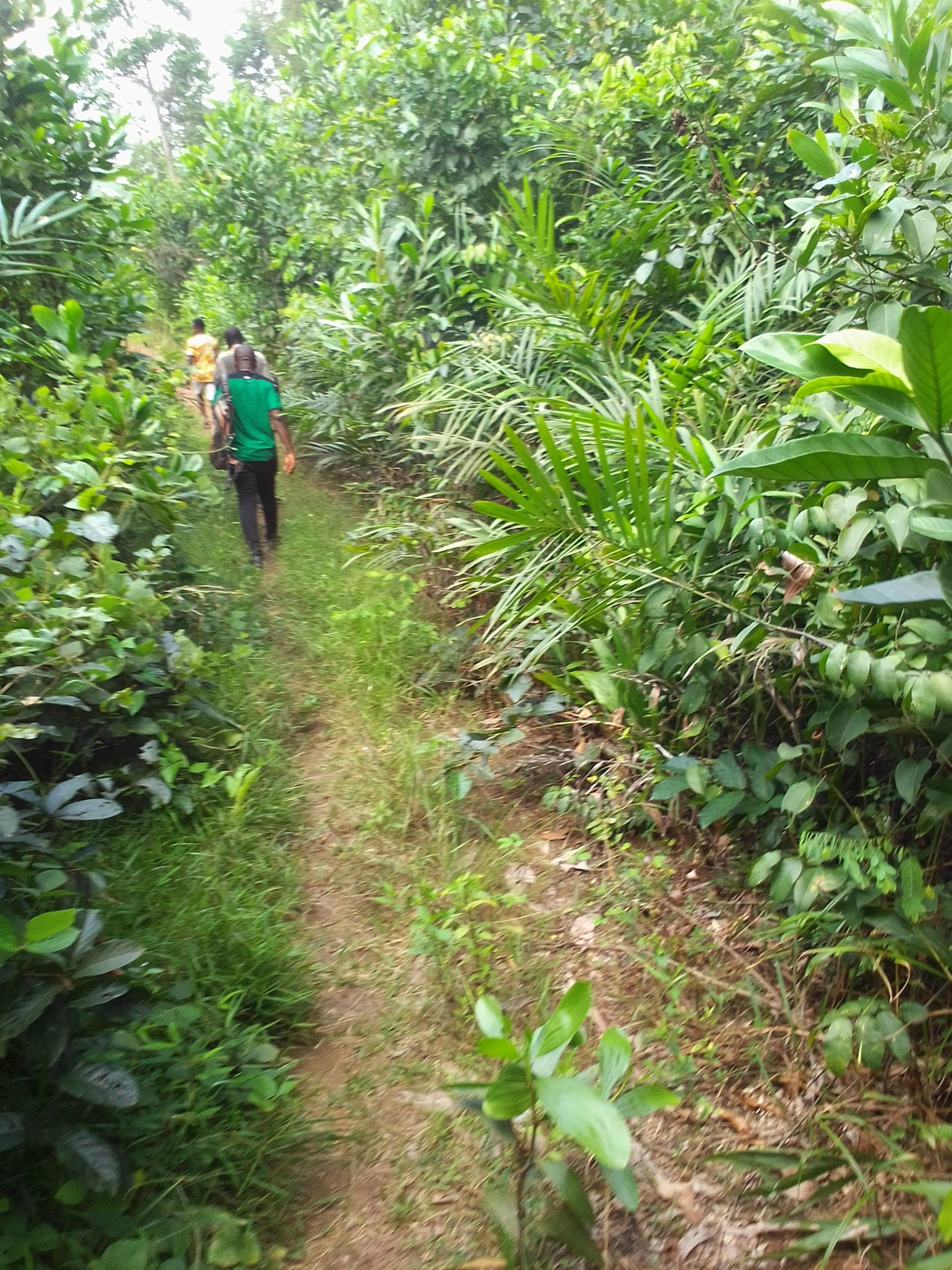 Parcelle agricole 02 hectares à Yakassé-mé