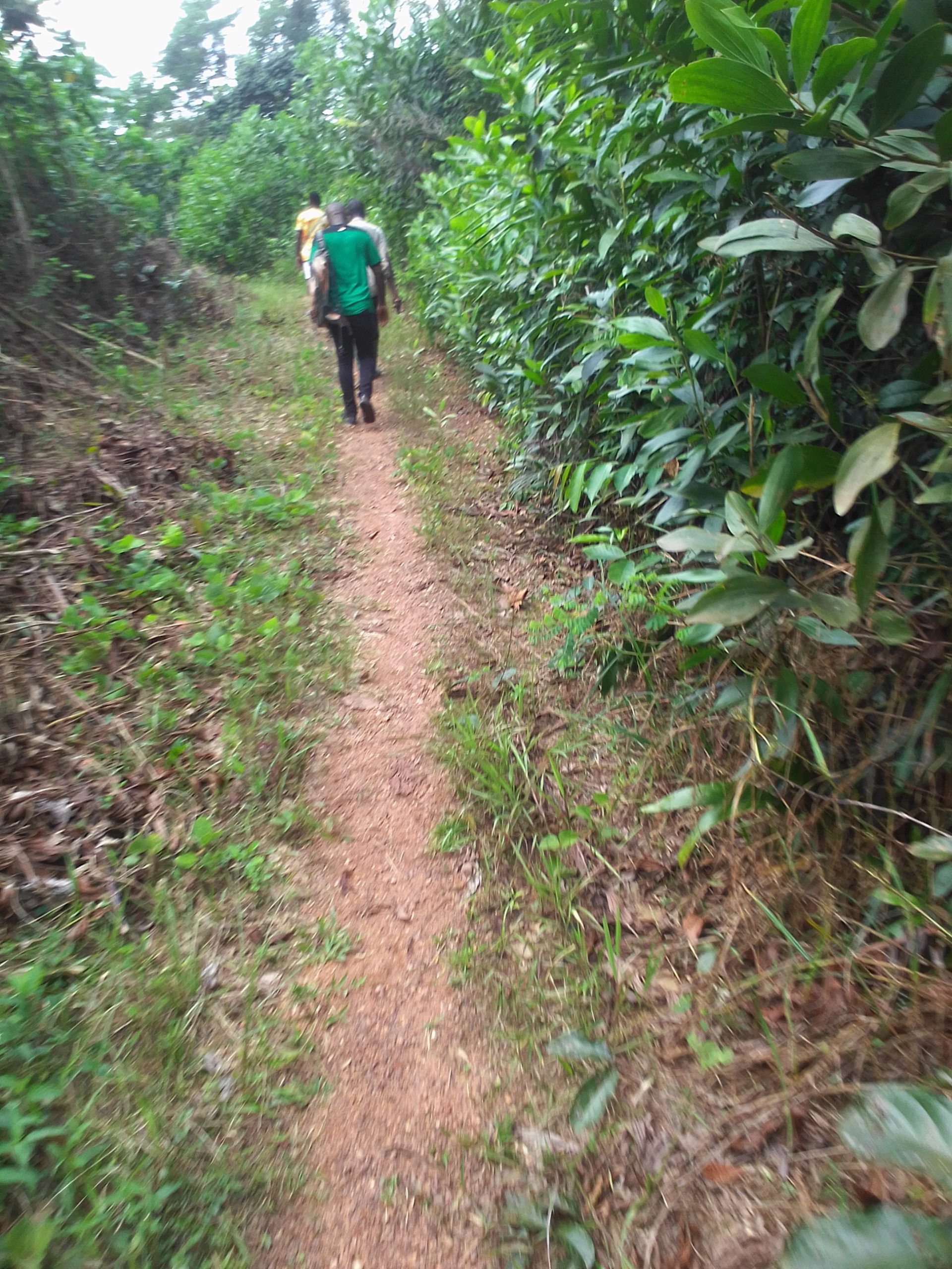 Parcelle agricole 02 hectares à Yakassé-mé