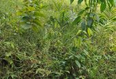 Location 01 hectare pour manioc à Anyama