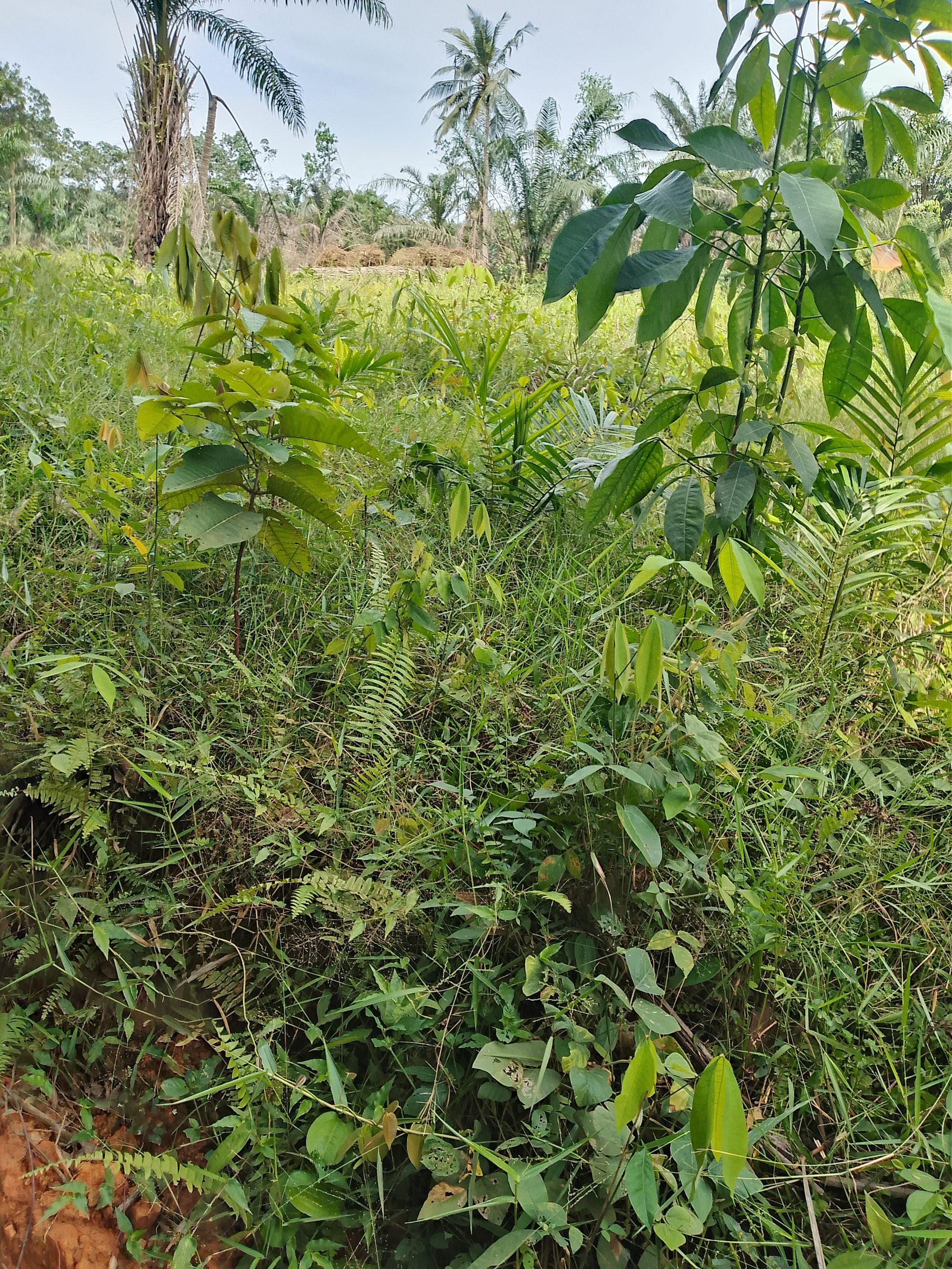 Location 01 hectare pour manioc à Anyama