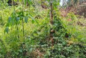Location 01 hectare pour manioc à Anyama