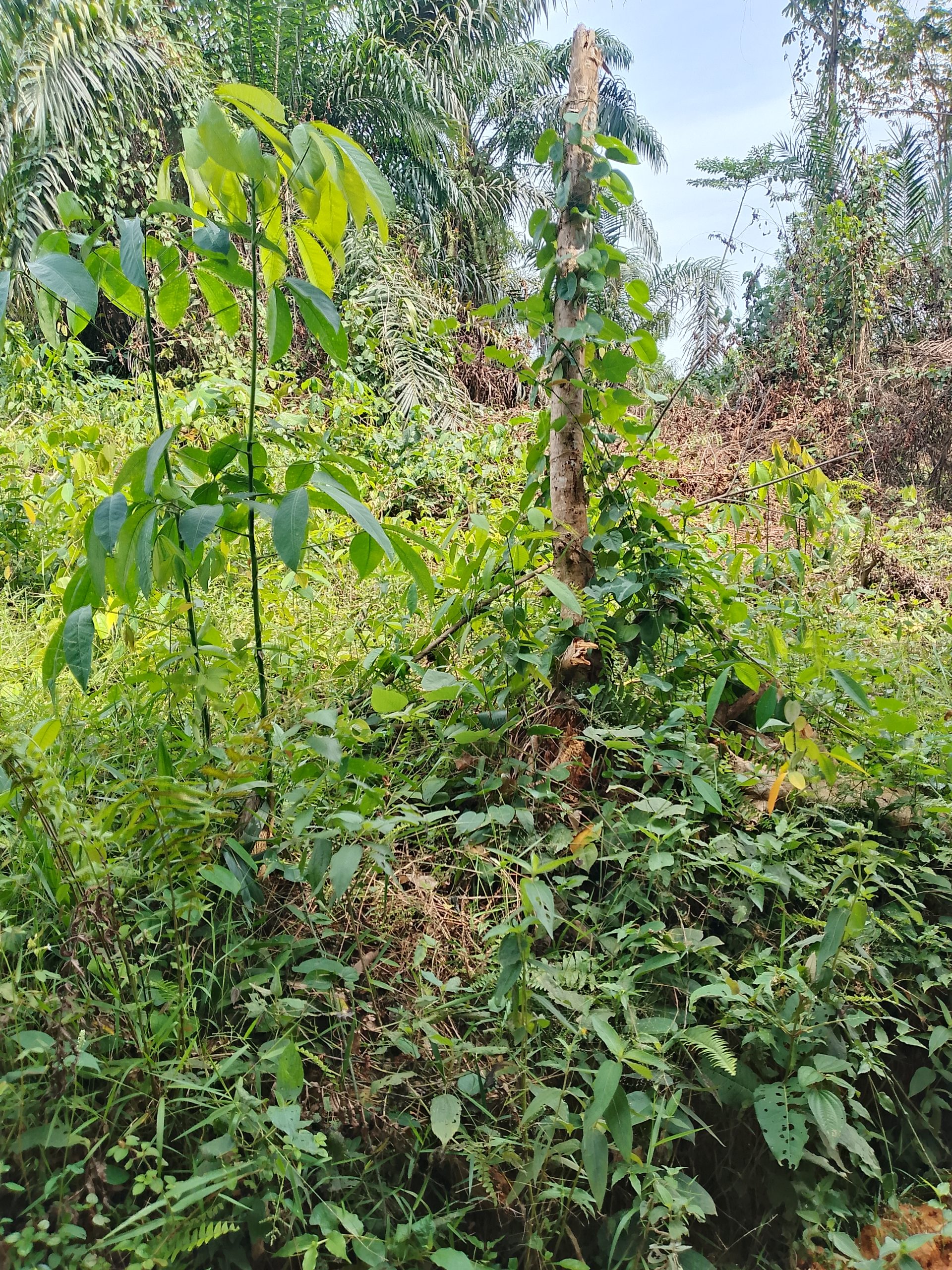Location 01 hectare pour manioc à Anyama