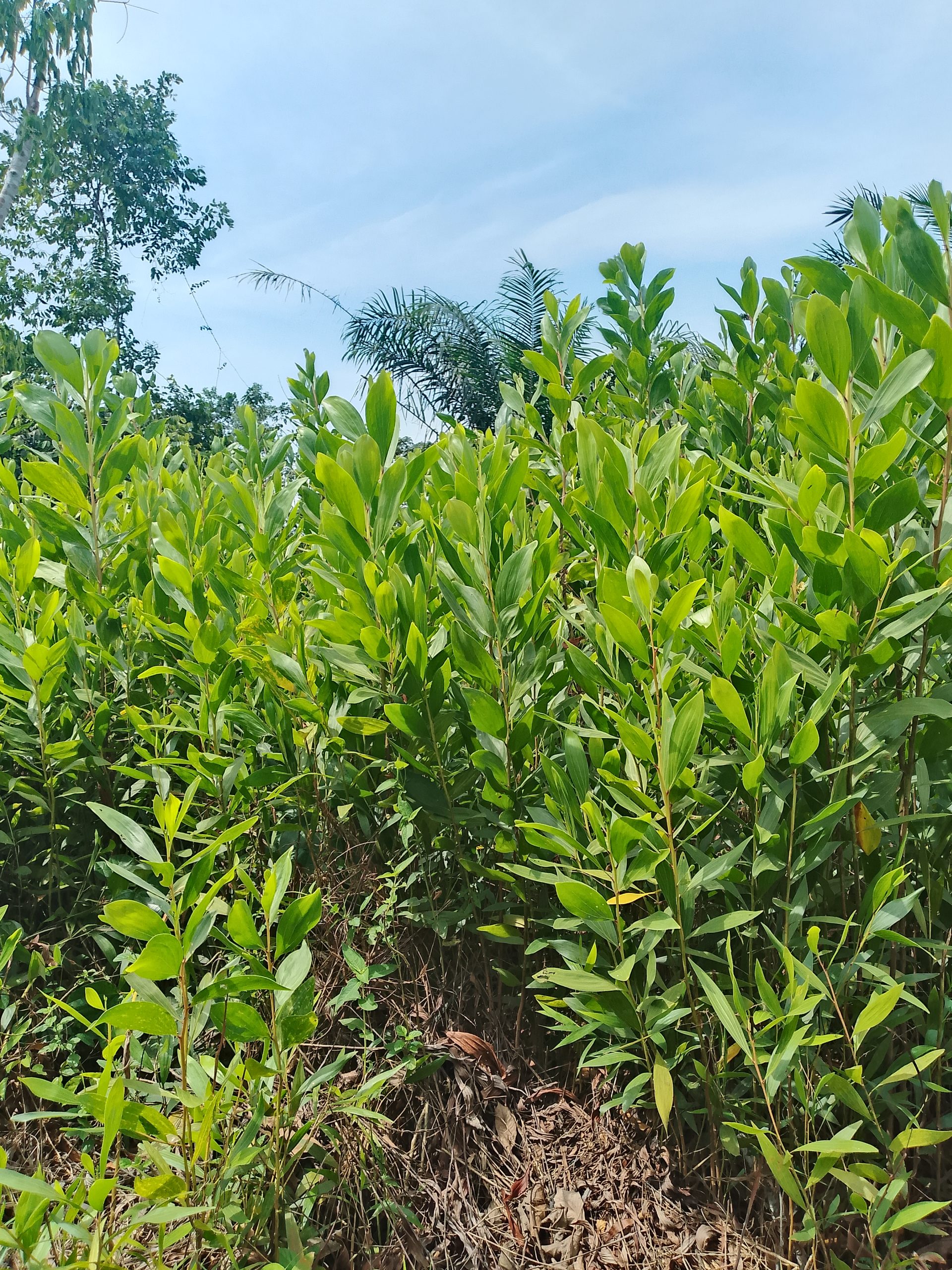 Location 01 hectare pour manioc à Anyama