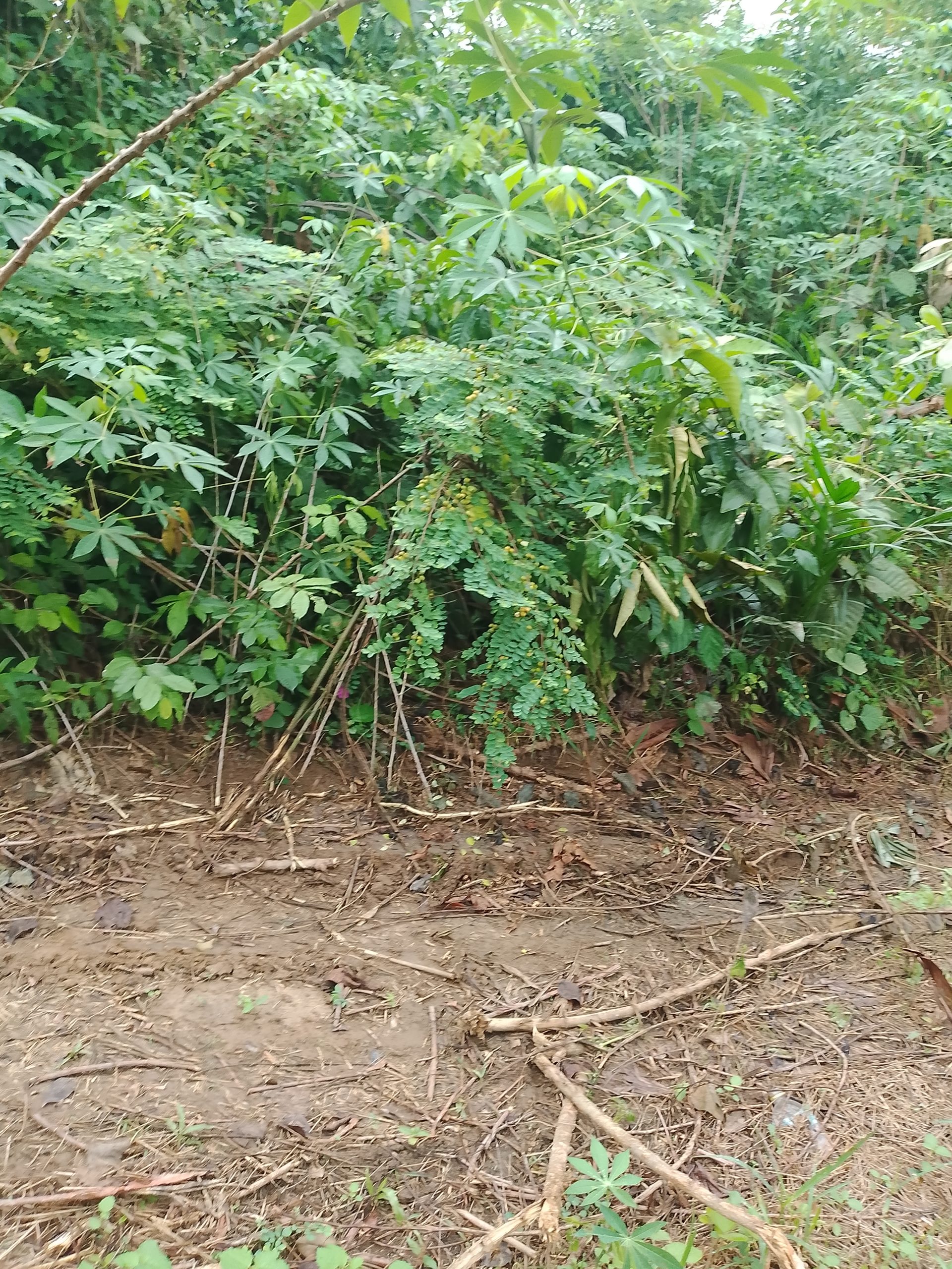 Plusieurs terrains 400 M2 à Azaguie