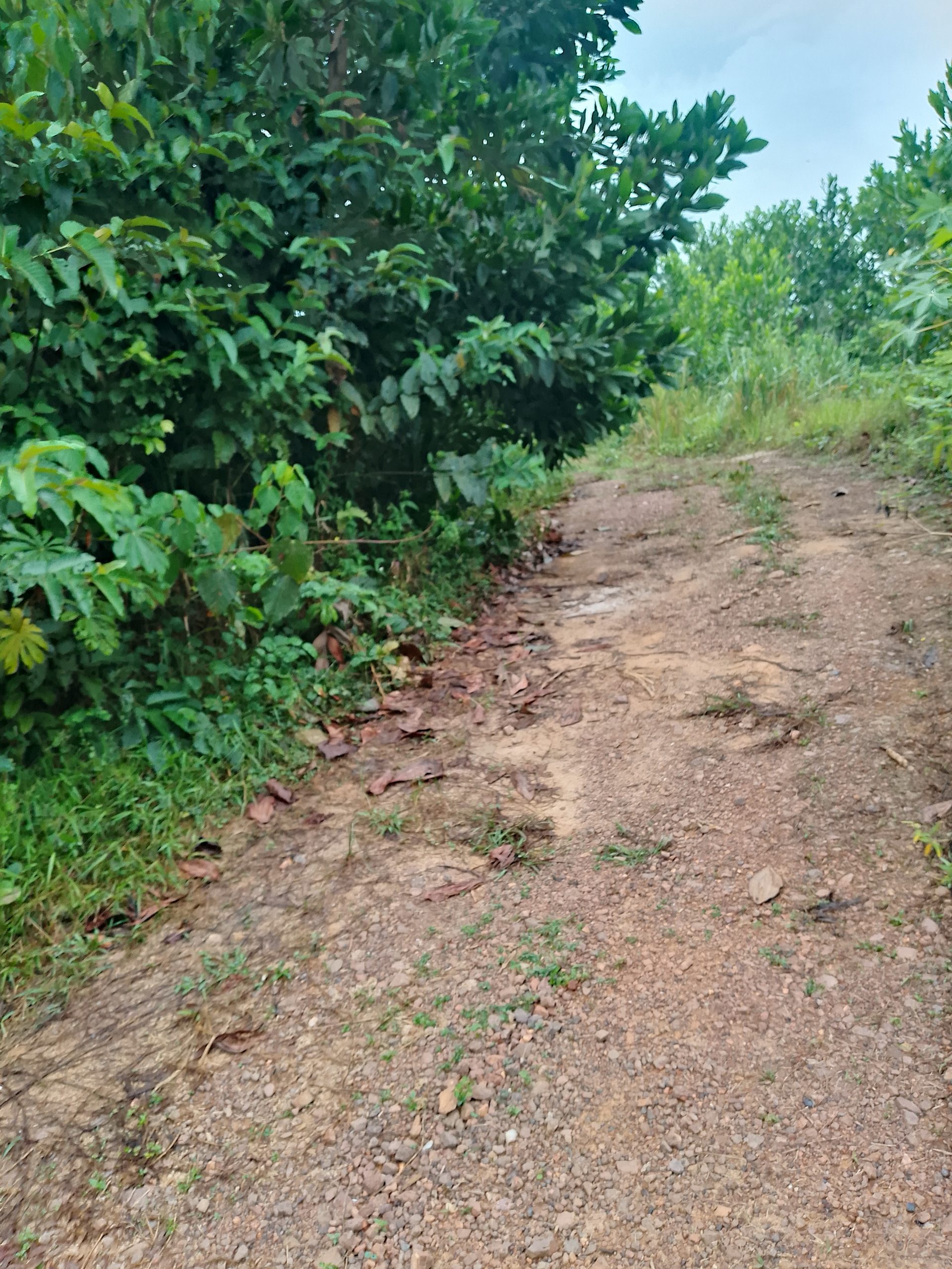 Plusieurs terrains 400 M2 à Azaguie