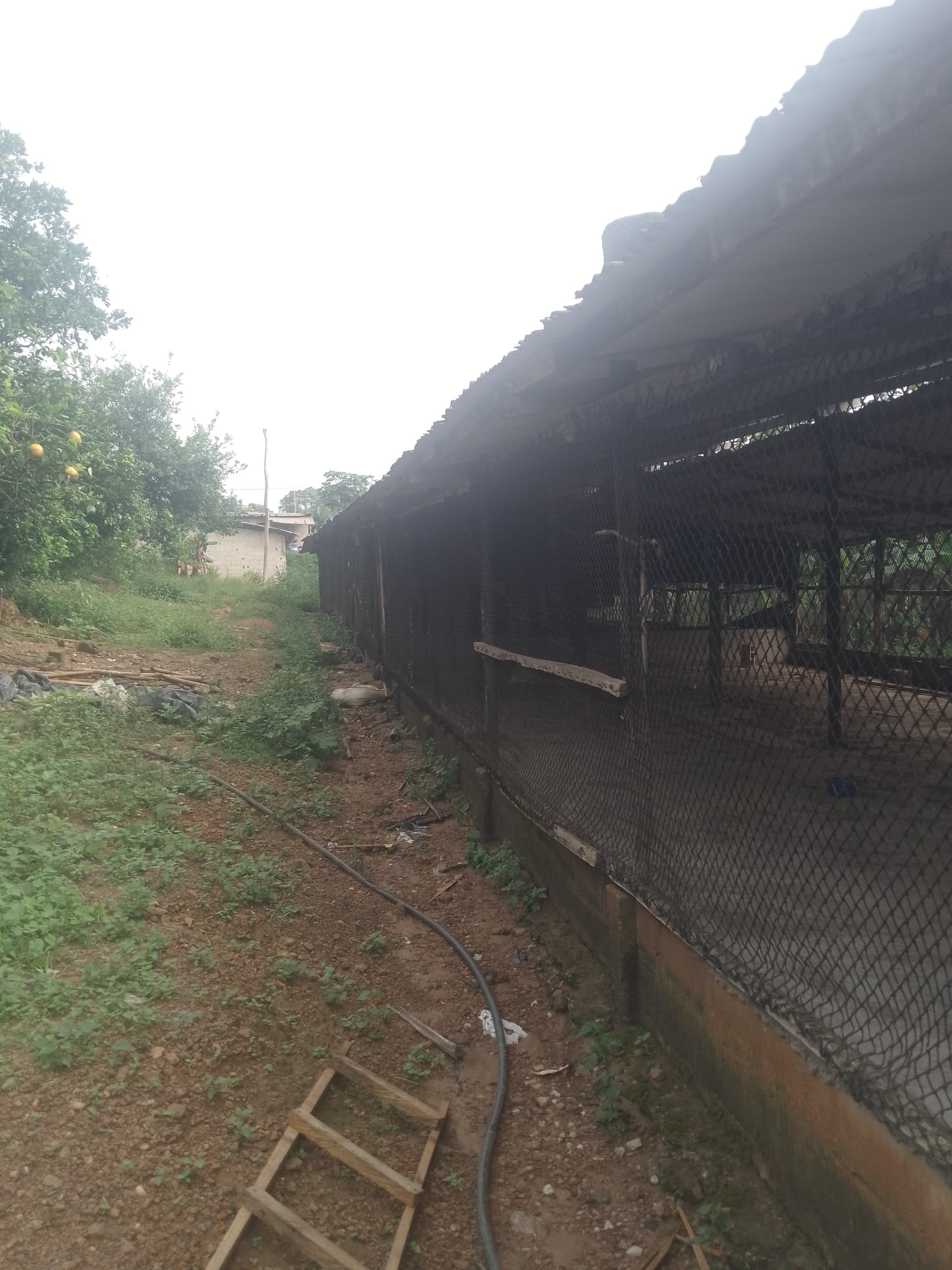 Location ferme 3000 sujets à Azaguie