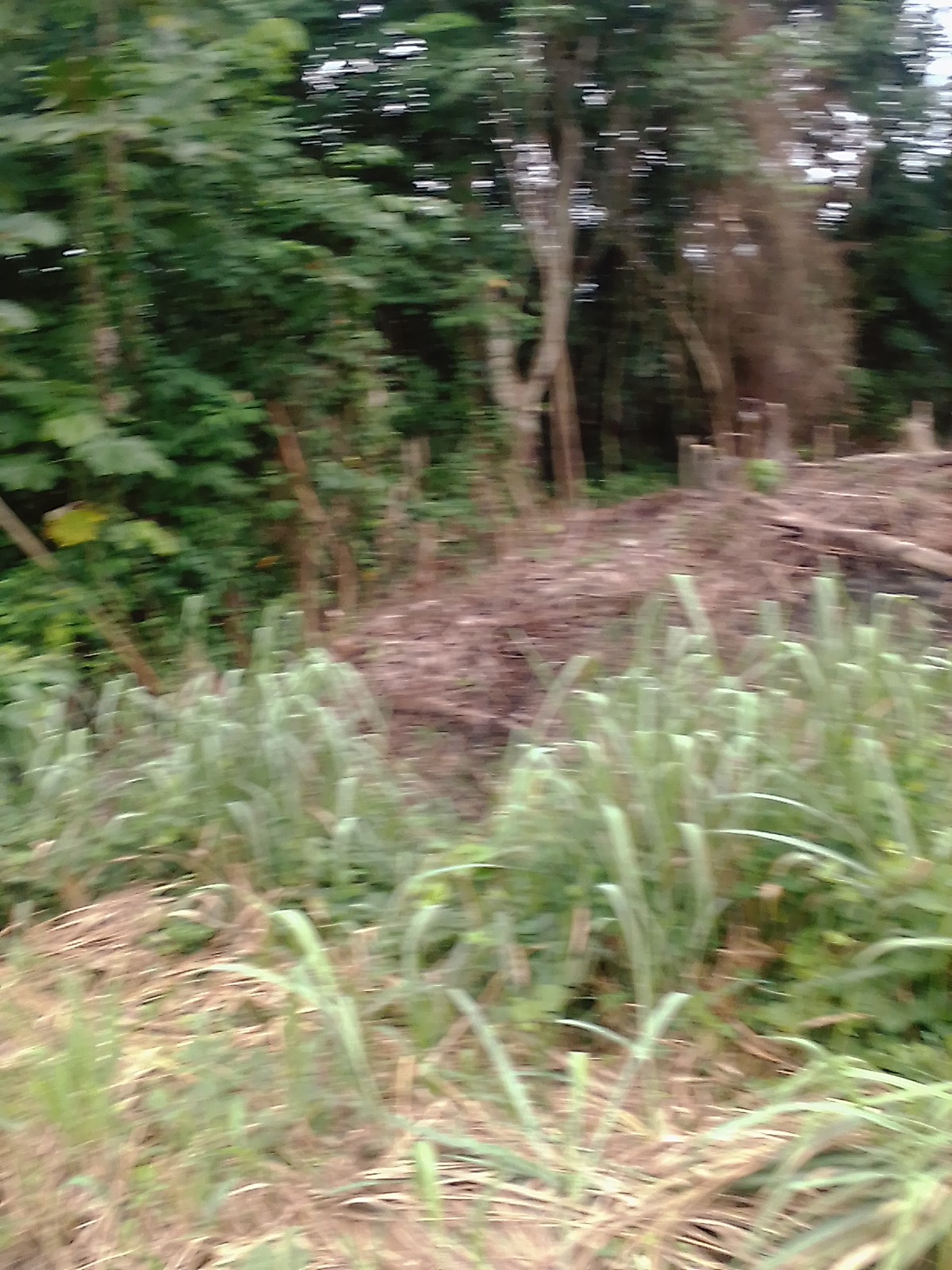 Location parcelle 05 hectares à Abié