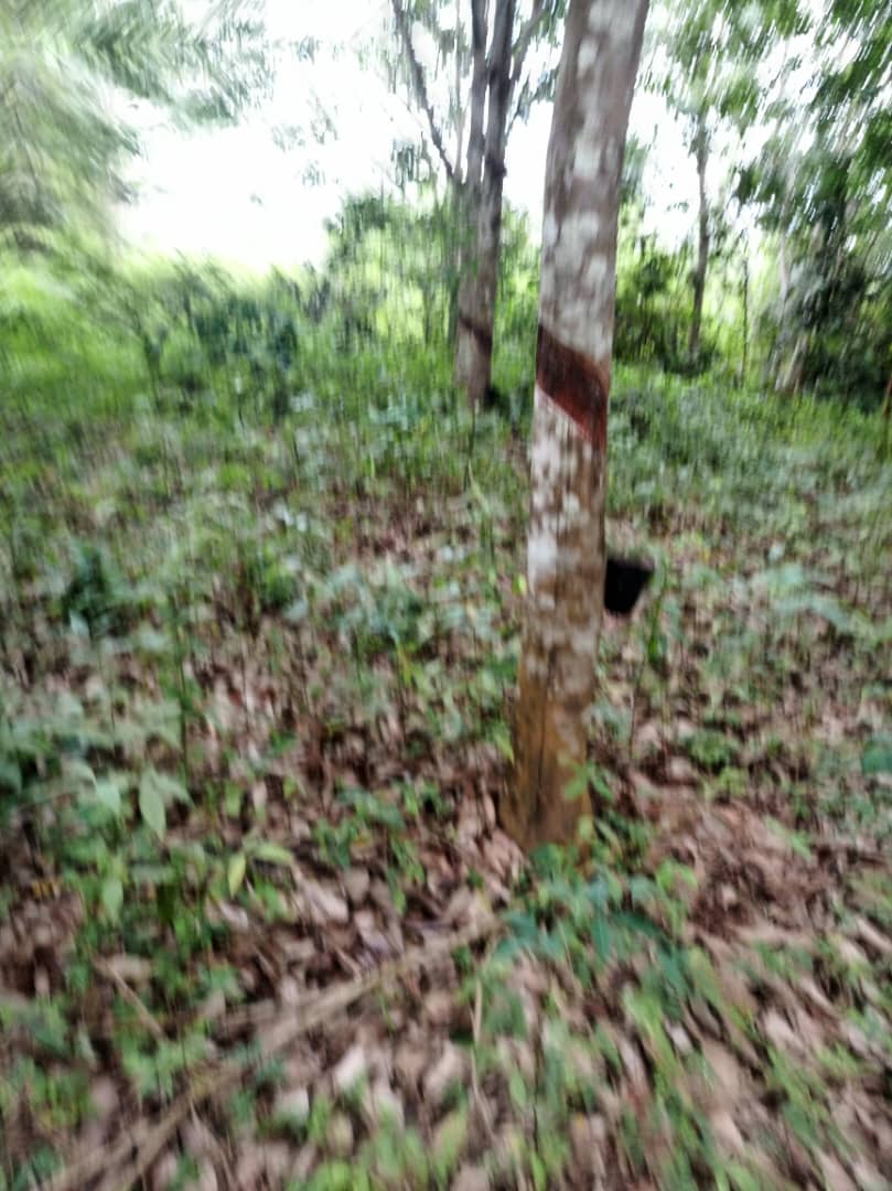 Plantation d’hévéa 06 hectares à Yakasse -me