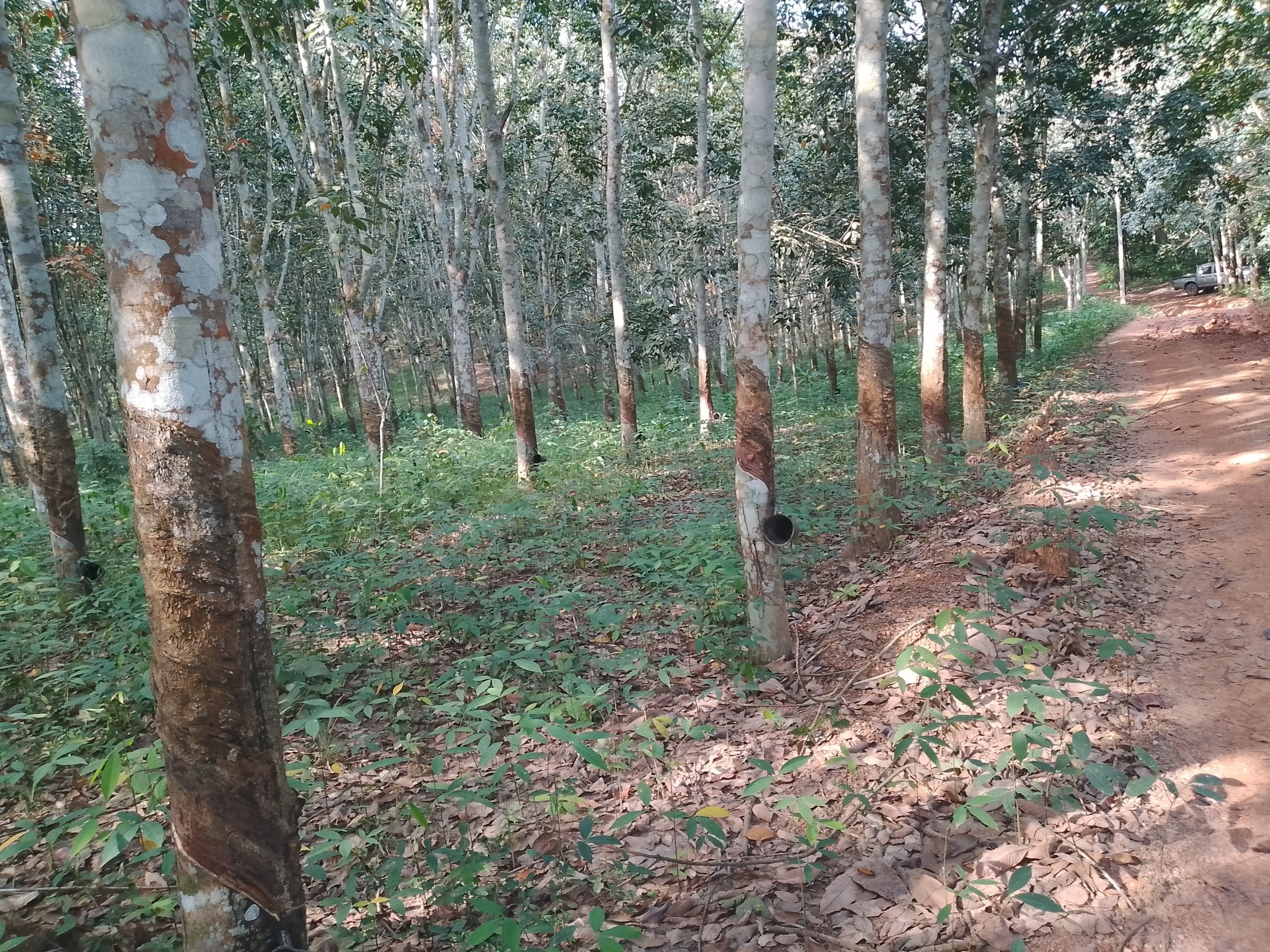 Plantation d’hévéa 06 hectares à Yakasse -me