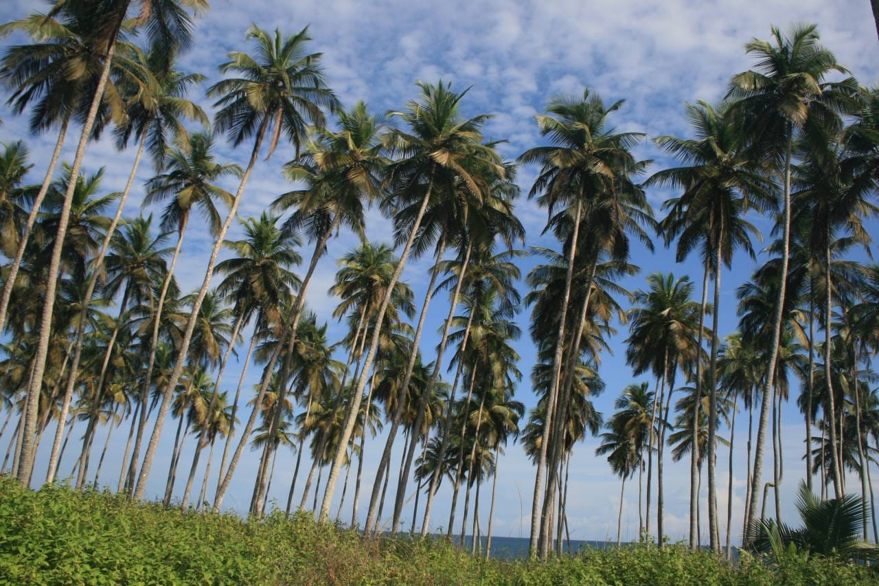 TERRAIN DE 400m2 A JACQUEVILLE ( N’DJEM )